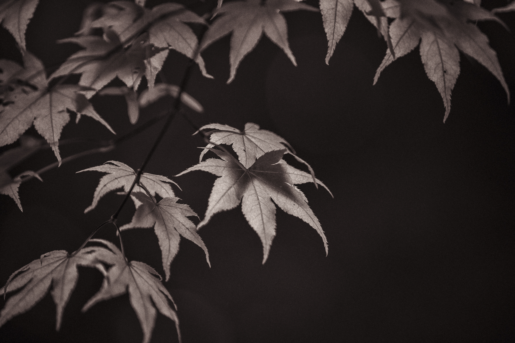 JapaneseMaple