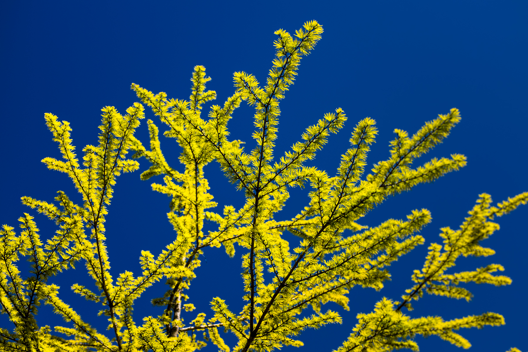 YellowBranches