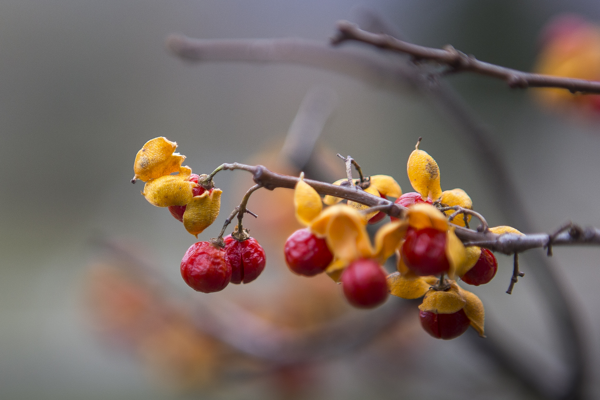 110715-Berries (1 of 1)