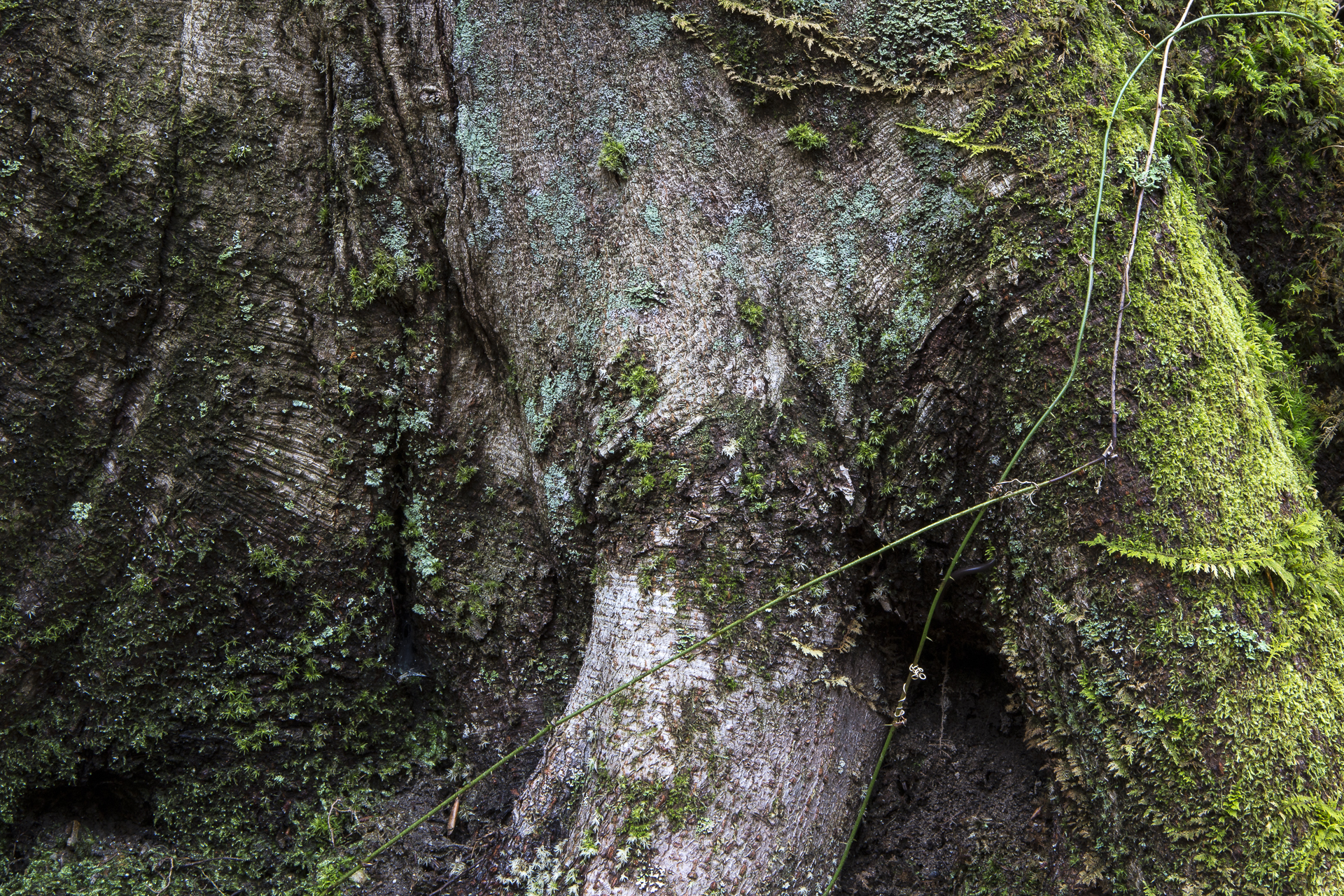 treetrunk-9578