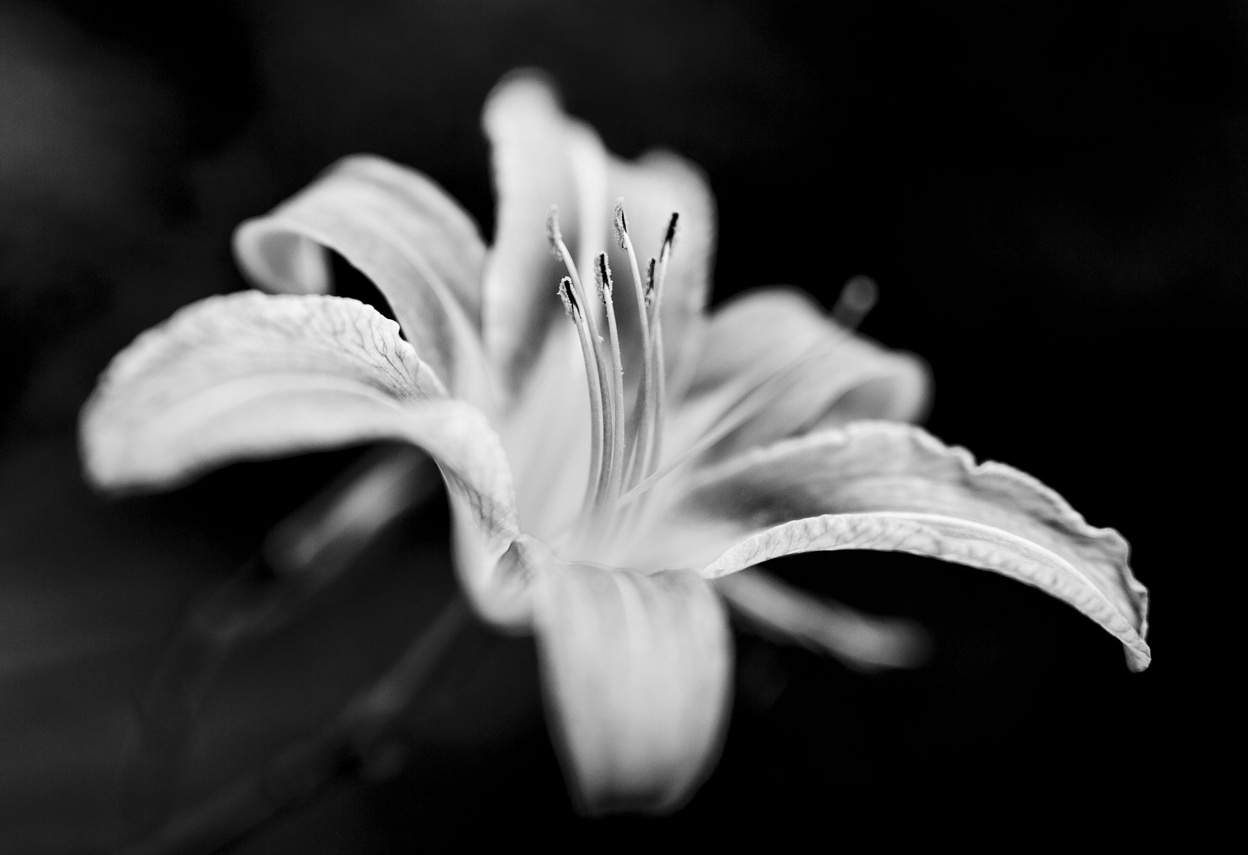 flower-bw-