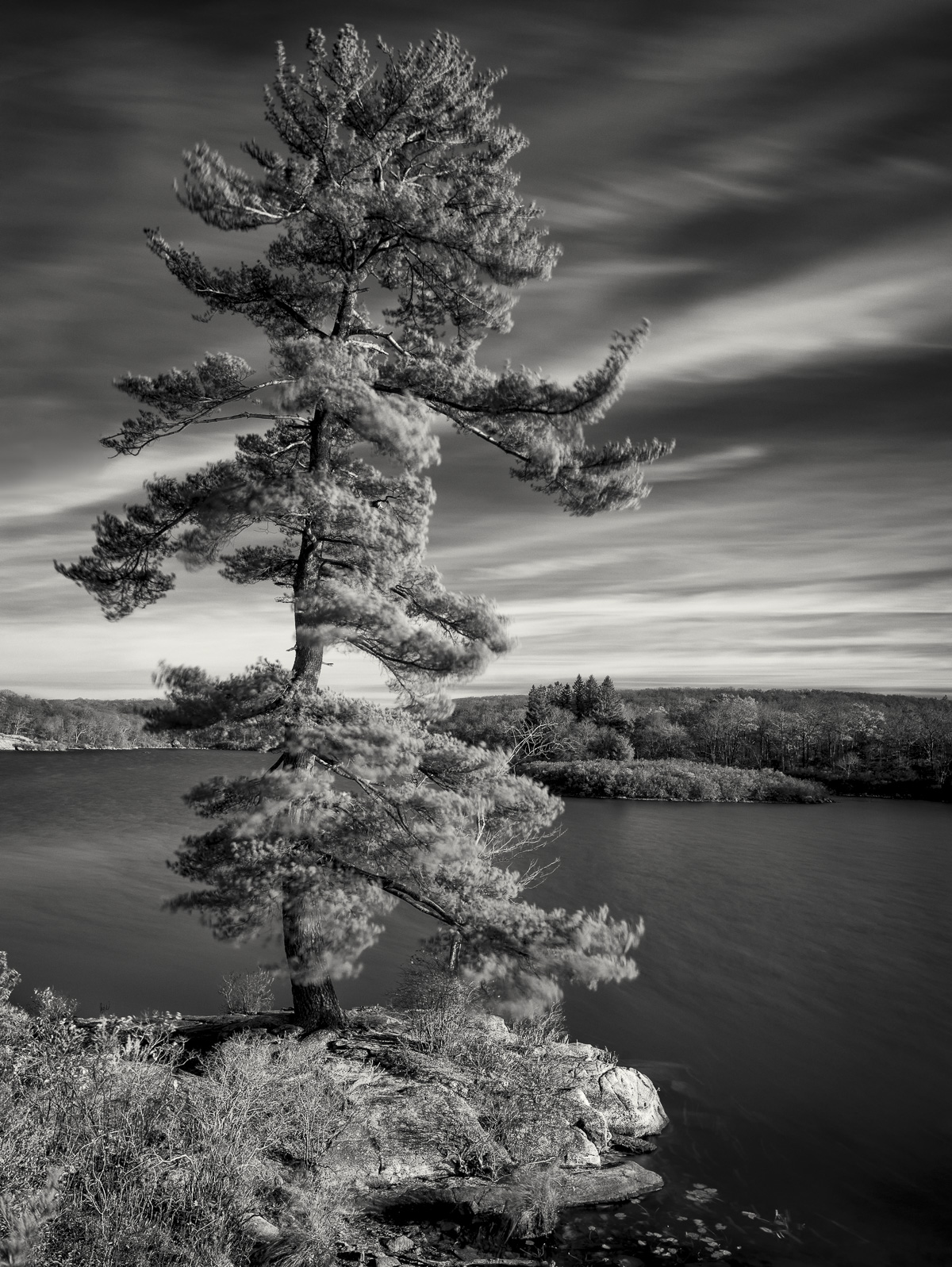 harriman-pine-bw-fw