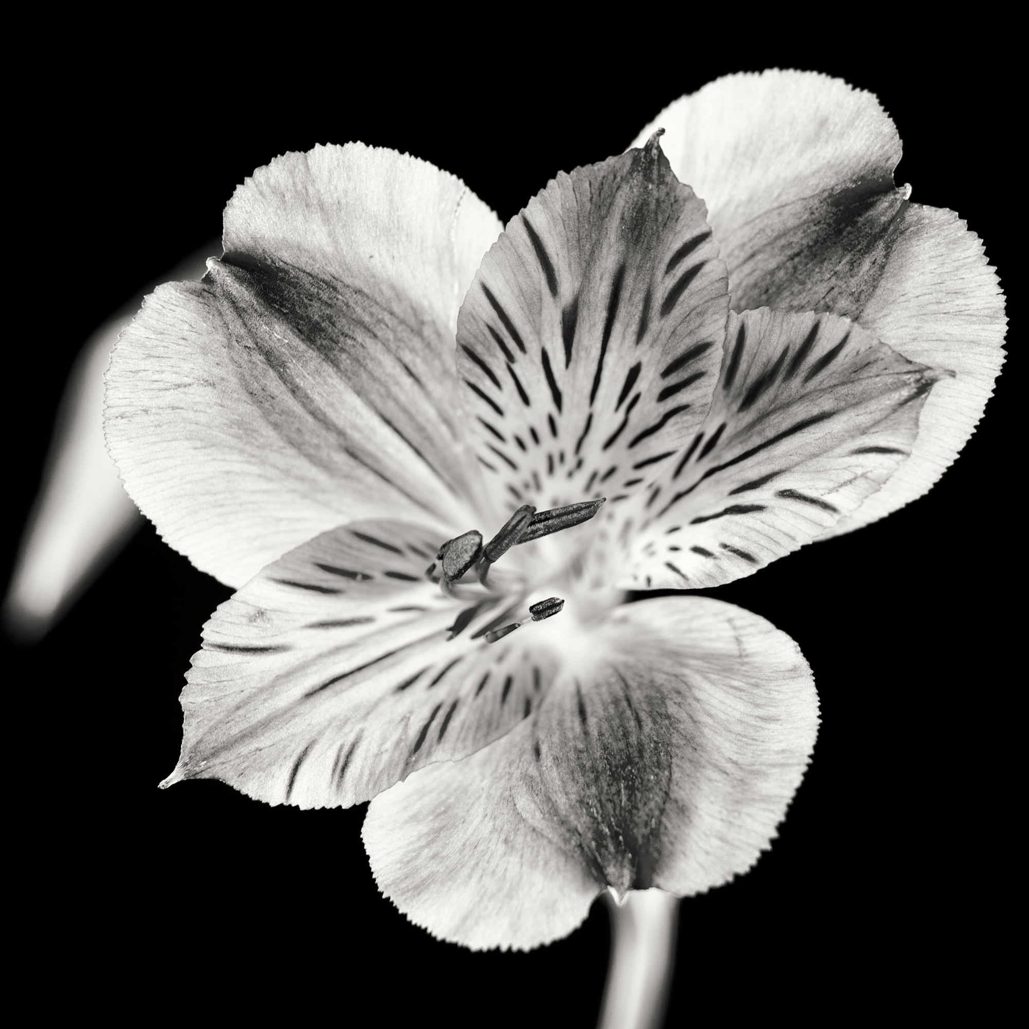 flowerbw